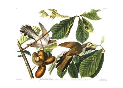 The Birds Of America-preview-2