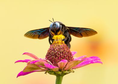 Art 4K 8K Plus Funny-preview-2