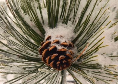 Perspectives Of Nature-preview-0