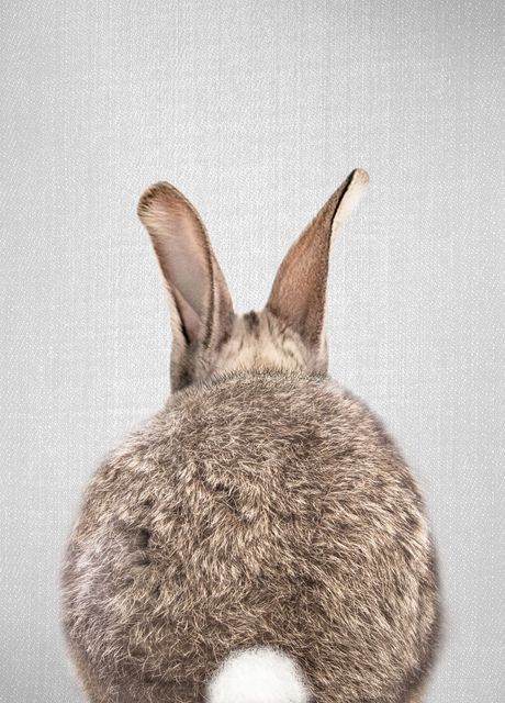 Small Rabbit Tail 'Rabbit Tail Colorful' Poster by Gal Design | Displate