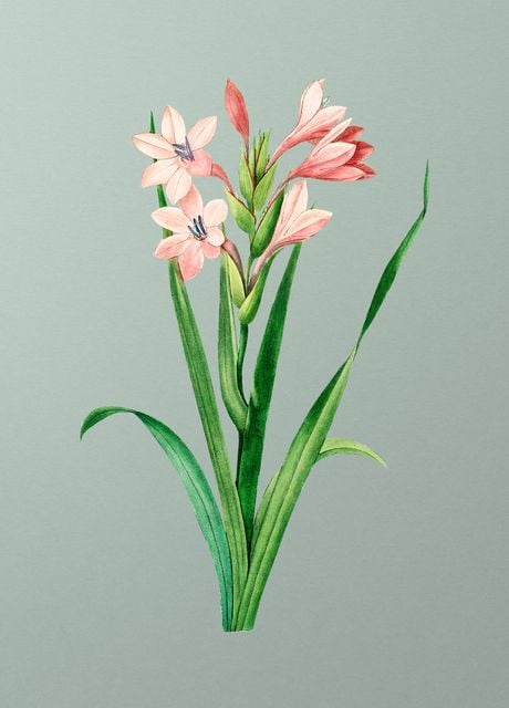 'Gladiolus Saccatus on Mint' Poster by Holy Rock Design | Displate