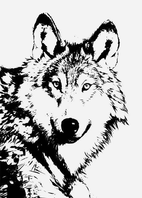 'wolf' Poster by Nesrin Gulistan | Displate