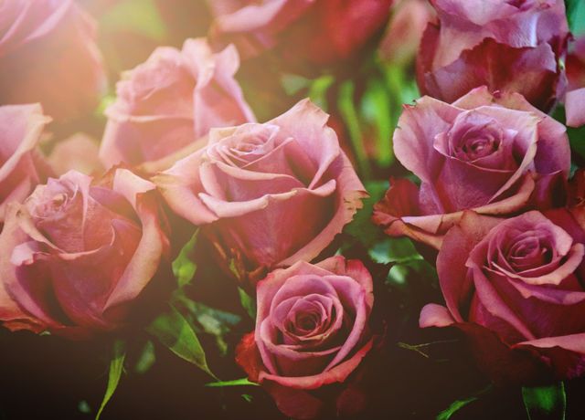 'Light Maroon Roses' Poster by Juliana RW | Displate