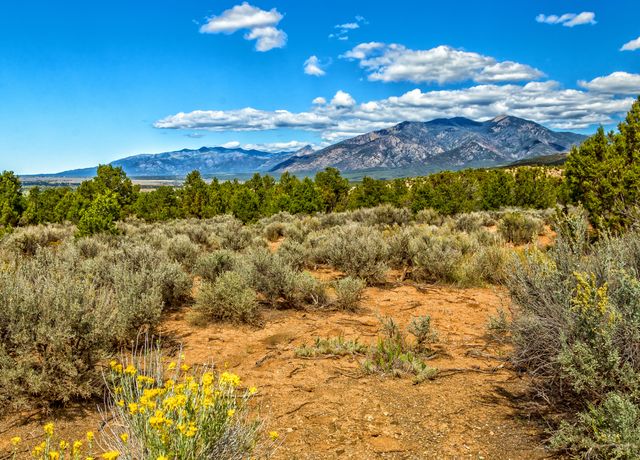'Kit Carson National Forest' Poster by Gestalt Imagery | Displate