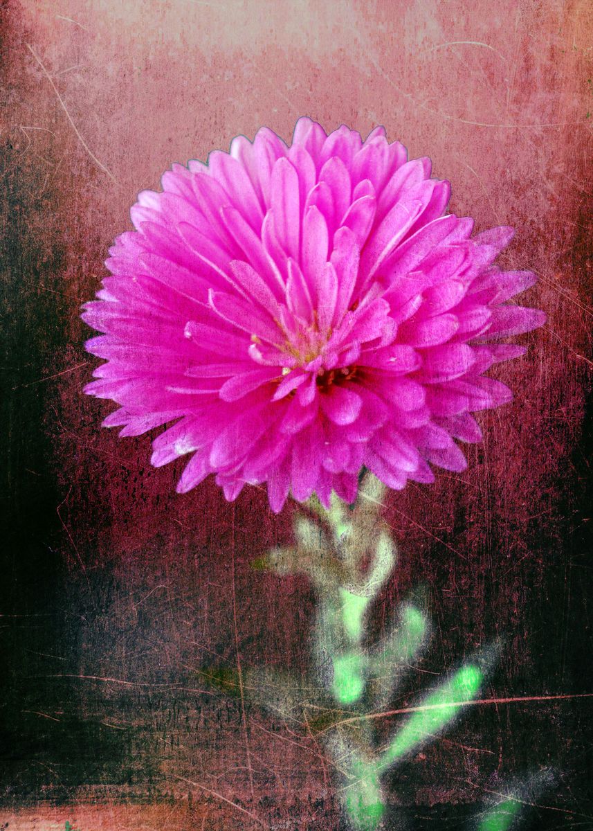 'asters bloom with vintage' Poster by Roswitha Lorz | Displate