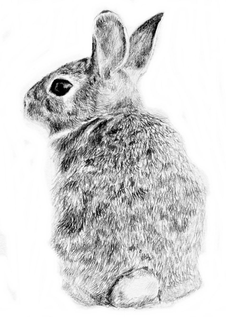 Зайка ручкой. Кролик рисунок. Кролик рисунок карандашом. Нарисовать кролика. Заяц рисунок на стене.