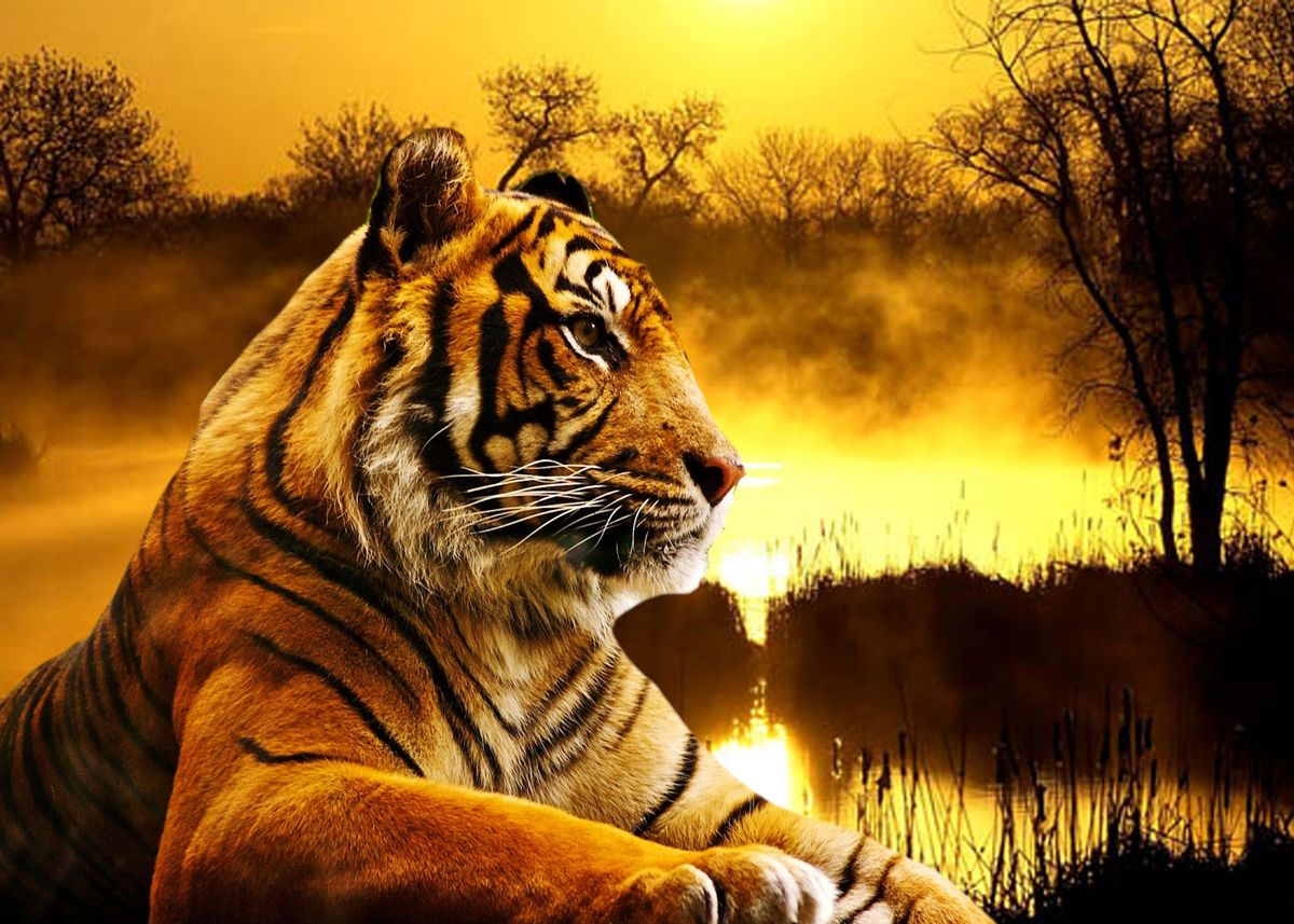 'Sumatran Tiger and Sunset' Poster by Erika Kaisersot | Displate