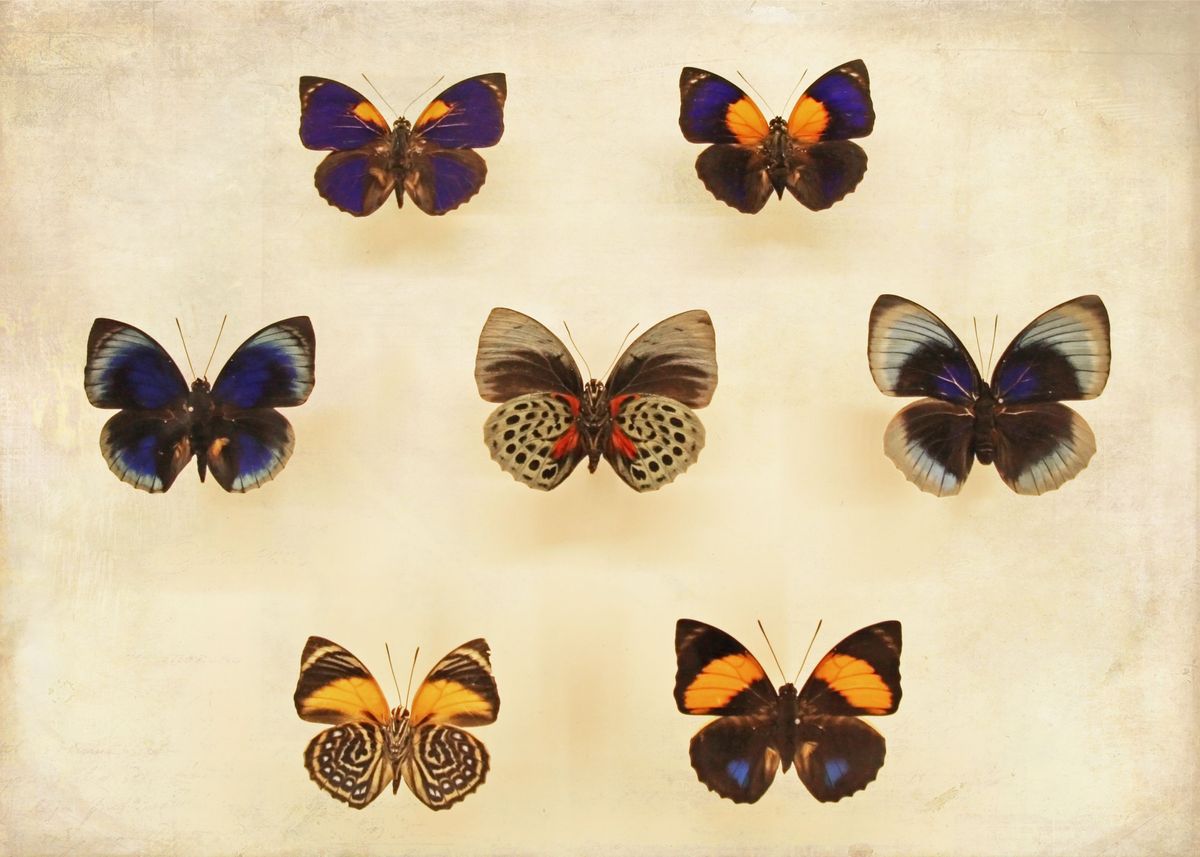 'Vintage Butterfly Collecti' Poster by Brooke T Ryan | Displate