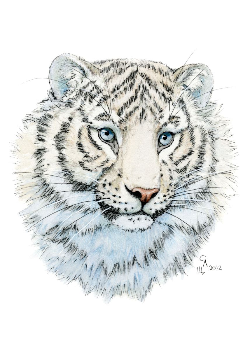 'White Tiger cub a2012-002' Poster by Svetlana Ledneva-Schukina | Displate