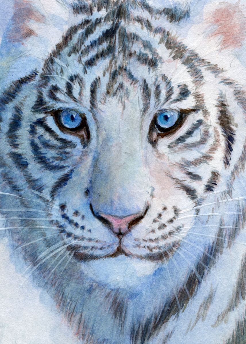 'White tiger cub portrait 852' Poster, picture, metal print, paint by