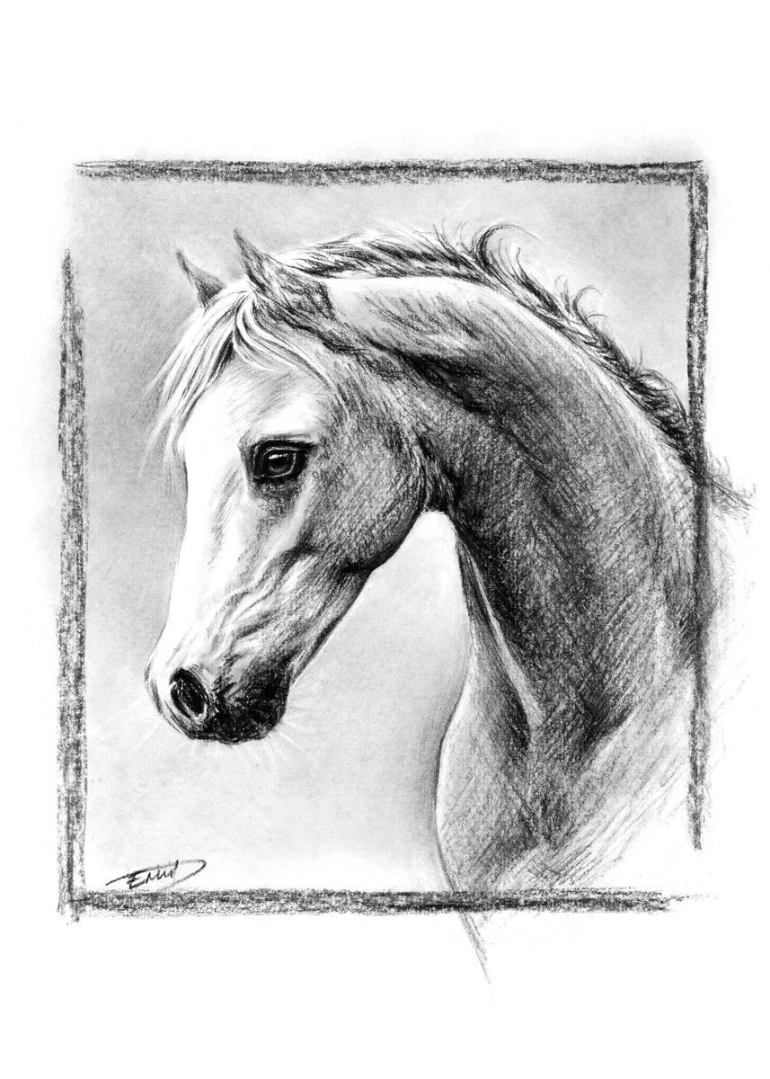 'Horse portrait' Poster, picture, metal print, paint by eDrawings 38 ...