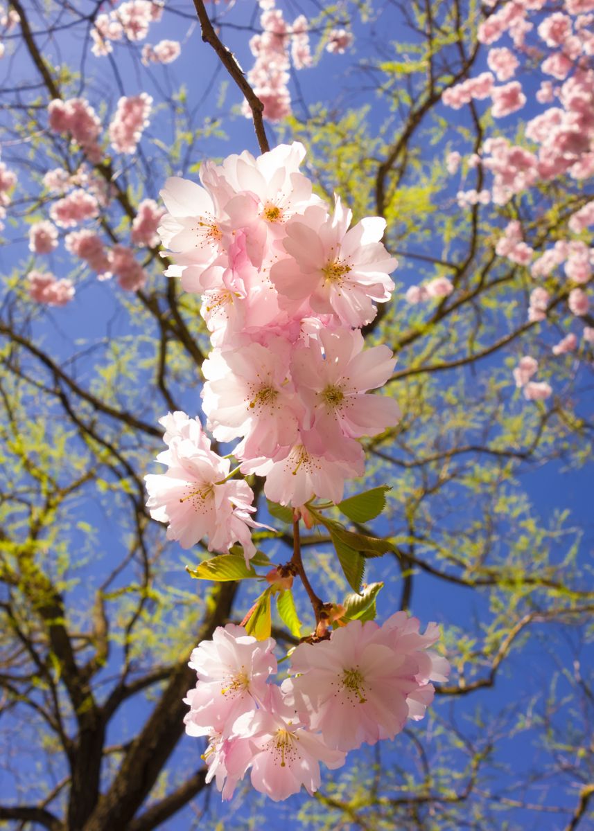 Pretty blossom