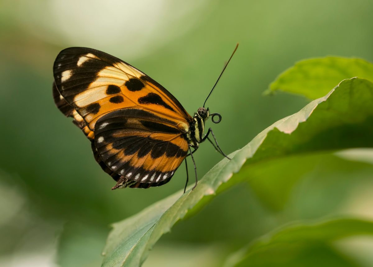 'Small butterfly on the leaf' Poster by Jaroslaw Blaminsky | Displate