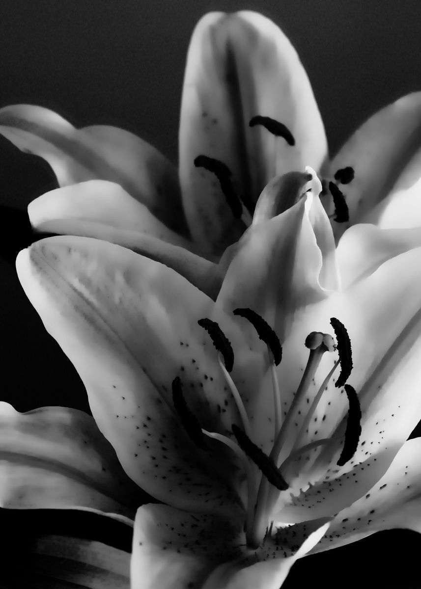 'The beautiful Stargazer Lily is just one of the wonderf ... ' Poster ...