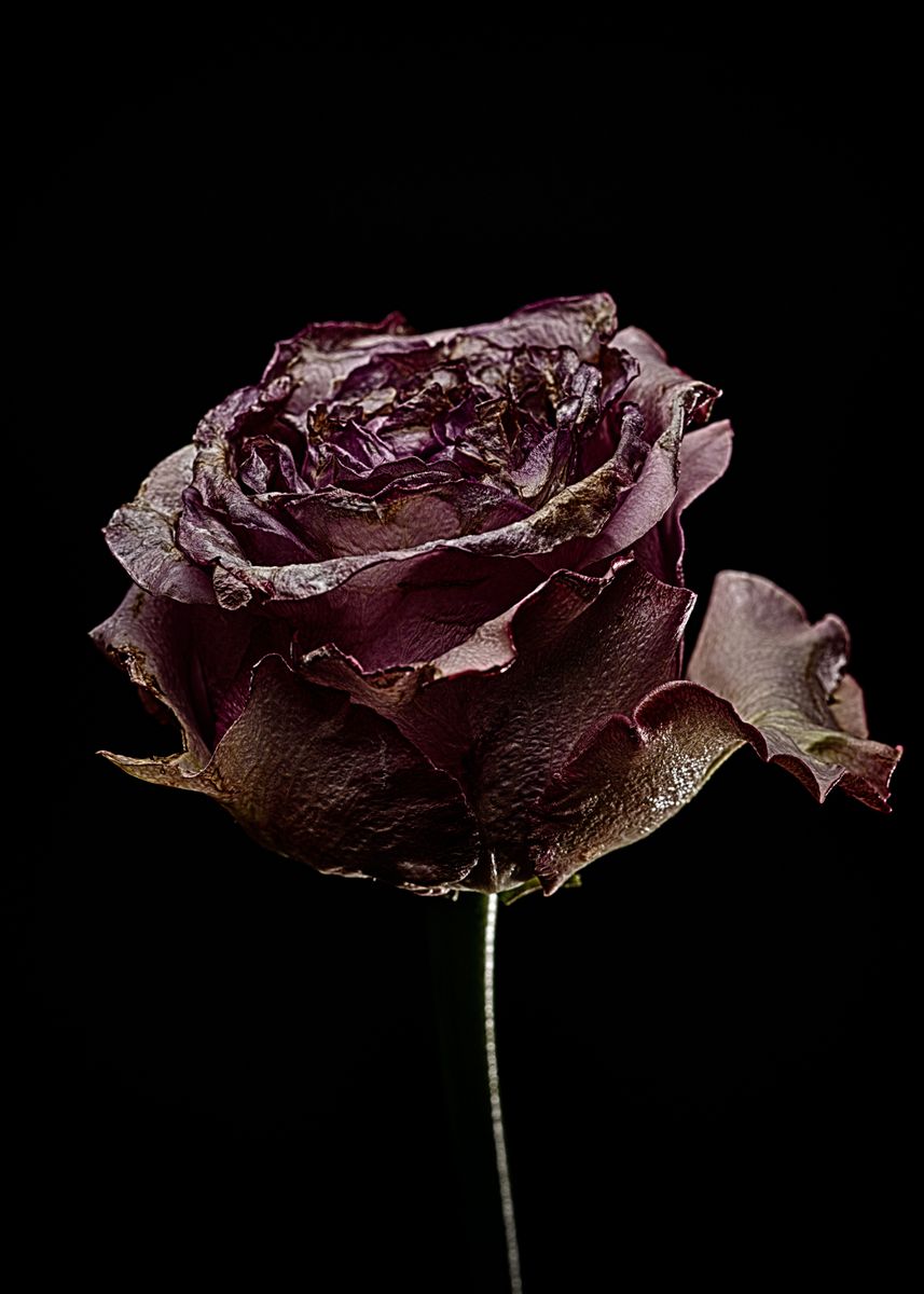 'Decay Rose VI' Poster by Marco Moroni | Displate