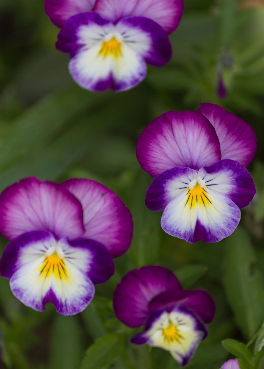 Violetses 'violet in the garden' Poster, picture, metal print, paint by Ornella ...