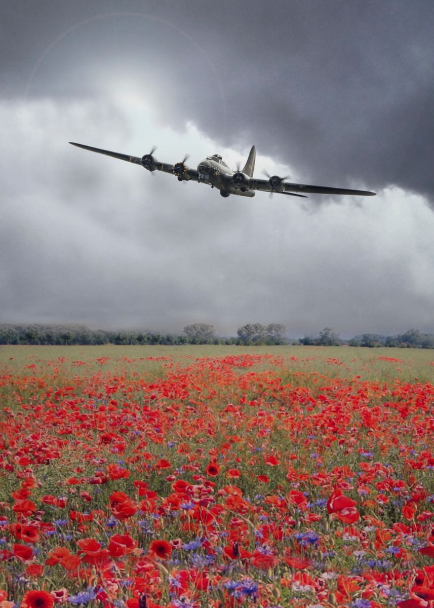 'A single B17 Bomber over a field of flowering Poppies.  ... ' Poster by Airpower Art | Displate