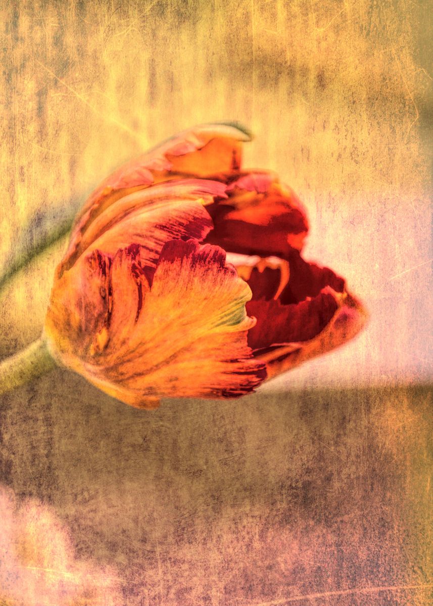 'tulip in the garden' Poster by Ornella Bonomini | Displate