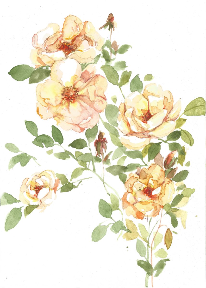 ''Yellow Roses' Hand painted watercolour on paper agains ... ' Poster ...