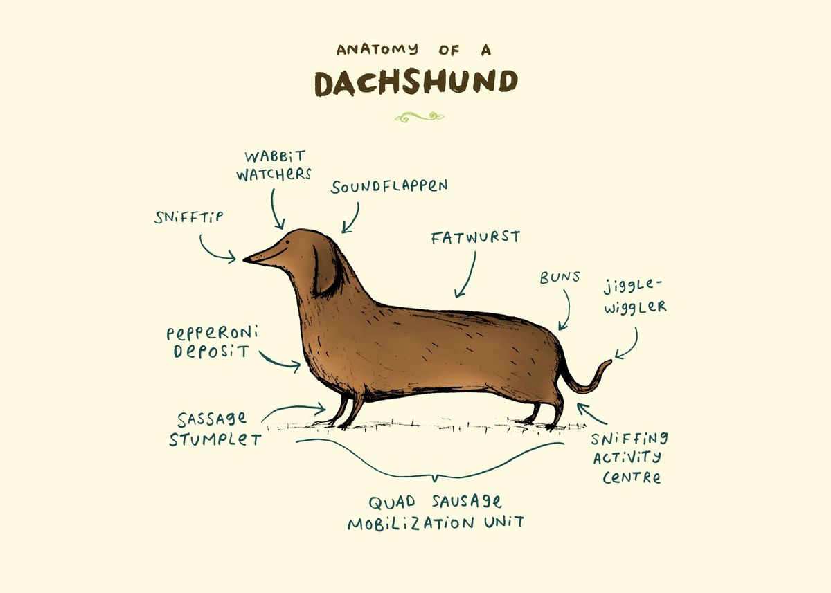 'Anatomy of a Dachshund' Poster by Sophie Corrigan | Displate