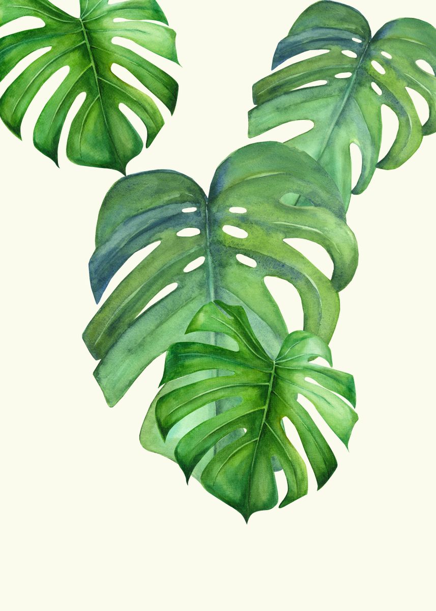 'monstera Leaf' Poster By 