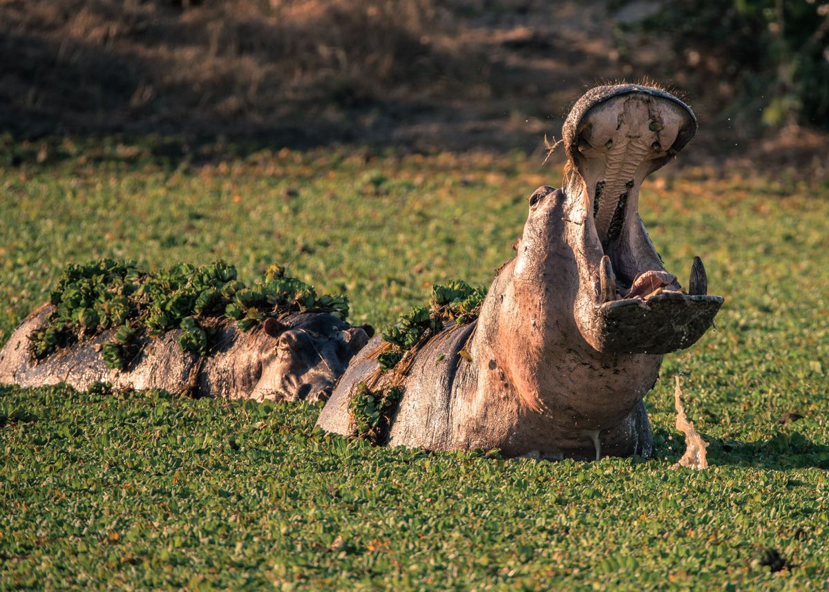 'A Hippo's Gaping Maw' Poster by Robert Hoekman | Displate