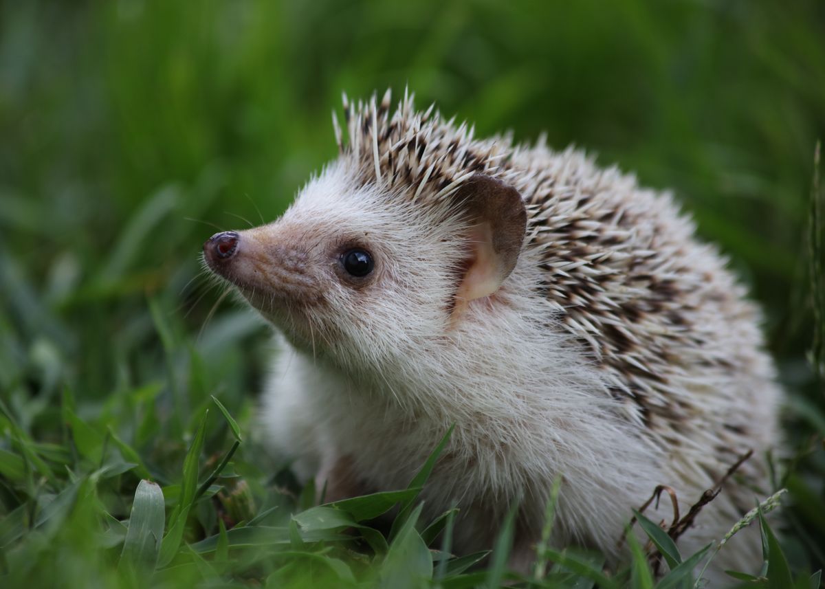 African Pygmy Hedgehog Pet Profile Facts Traits Habitat