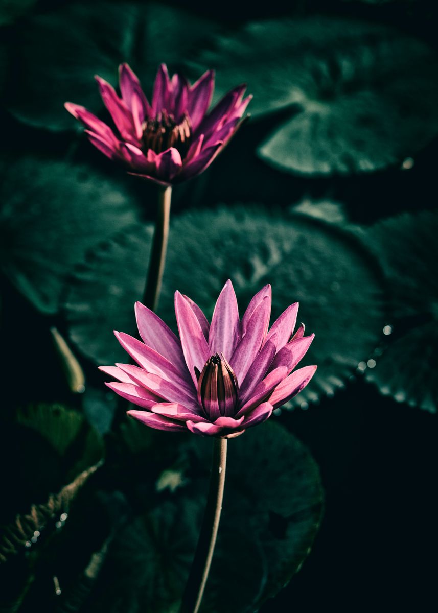 'Water lily' Poster by Benjamin Dupont | Displate