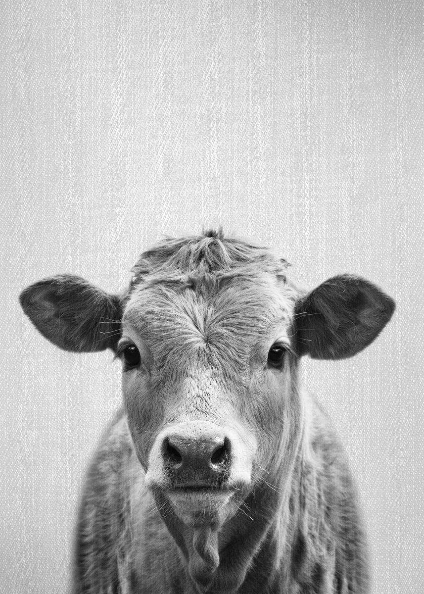 'Cow BW' Poster by Gal Design | Displate
