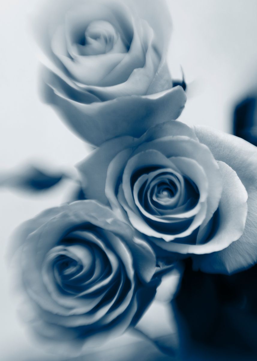 'Abstract blue roses' Poster, picture, metal print, paint by Larisa ...