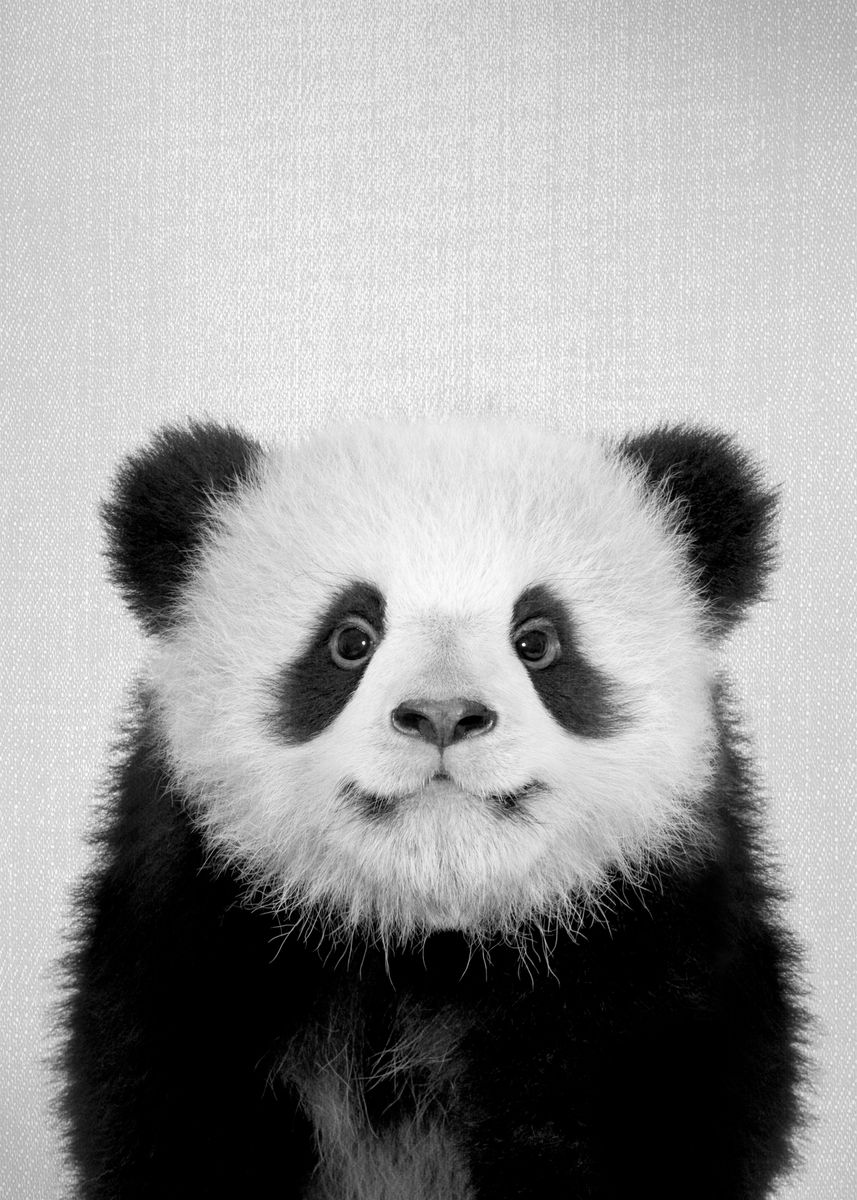 Baby Panda Bear Bw Poster By Gal Design Displate