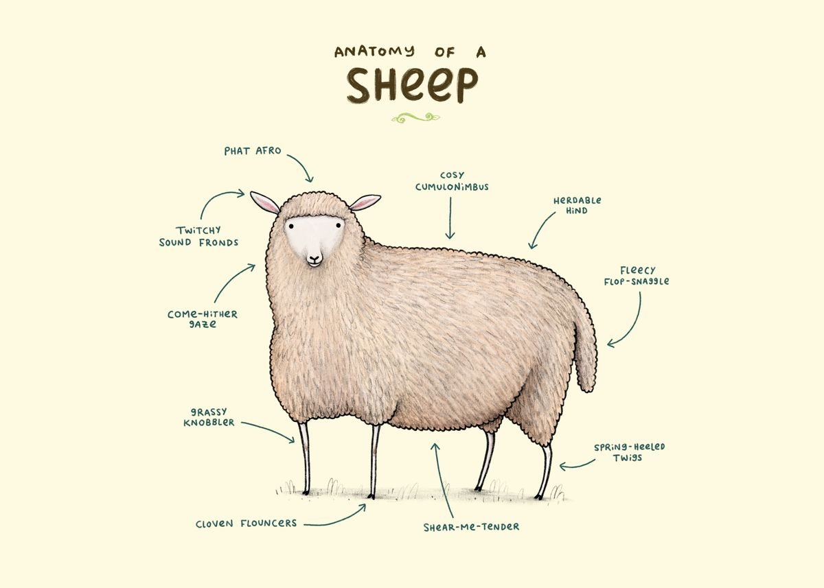 'Anatomy of a Sheep' Poster Print by Sophie Corrigan | Displate