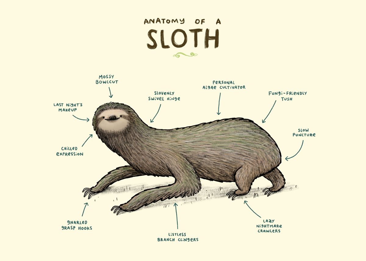 'Anatomy of a Sloth' Poster by Sophie Corrigan | Displate