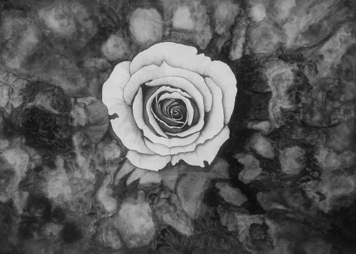 'ROSE NOVA BW18' Poster by Nicholas Joseph Lim | Displate