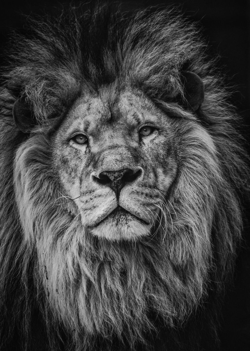 'Regard d un lion' Poster by eric ericphotographie | Displate