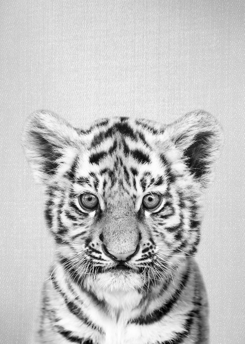 Baby Tiger 2 - Black & White Poster for Sale by galdesign