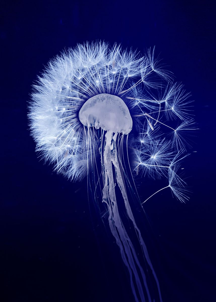 'Jellyfish Dandelion' Poster, picture, metal print, paint by Ana ...