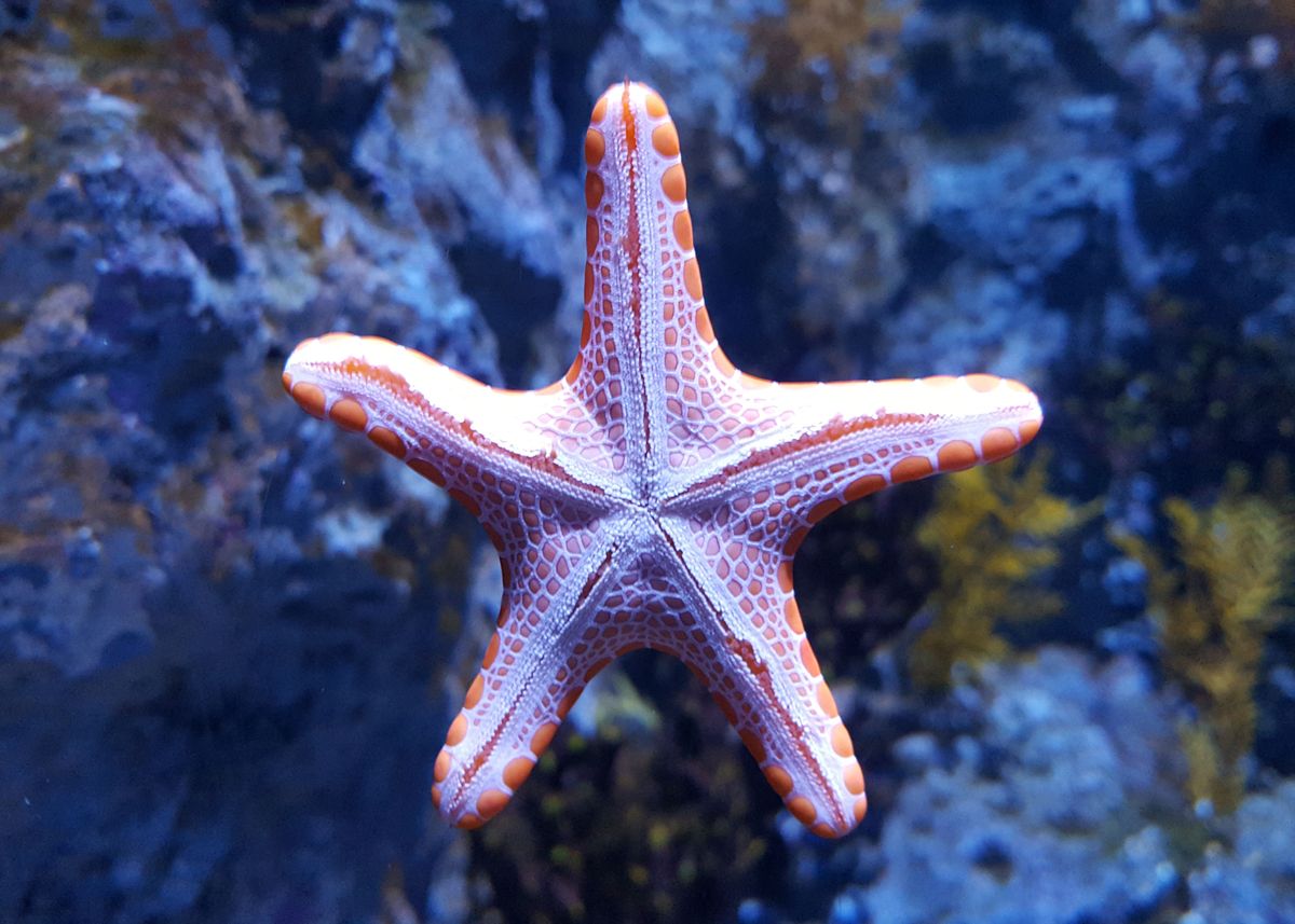 'Angry Starfish' Poster by Delal Miah | Displate