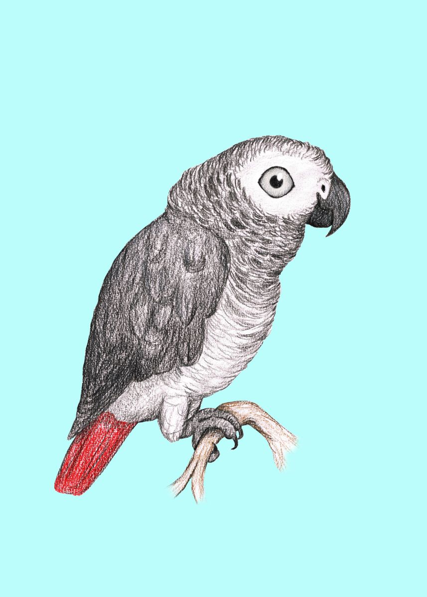 'Cute African grey parrot' Poster by Bianca Wisseloo | Displate