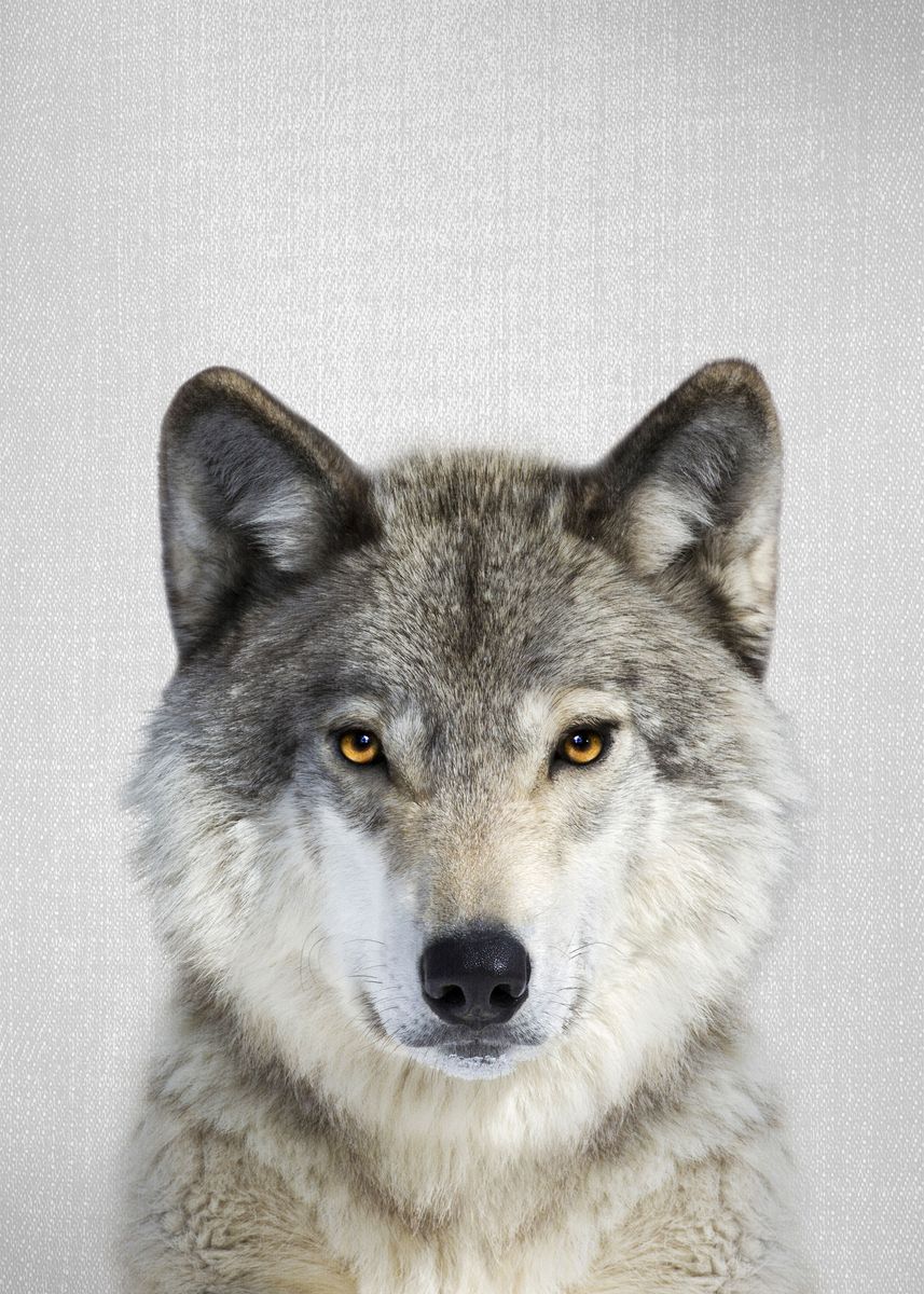 Wolf каталог