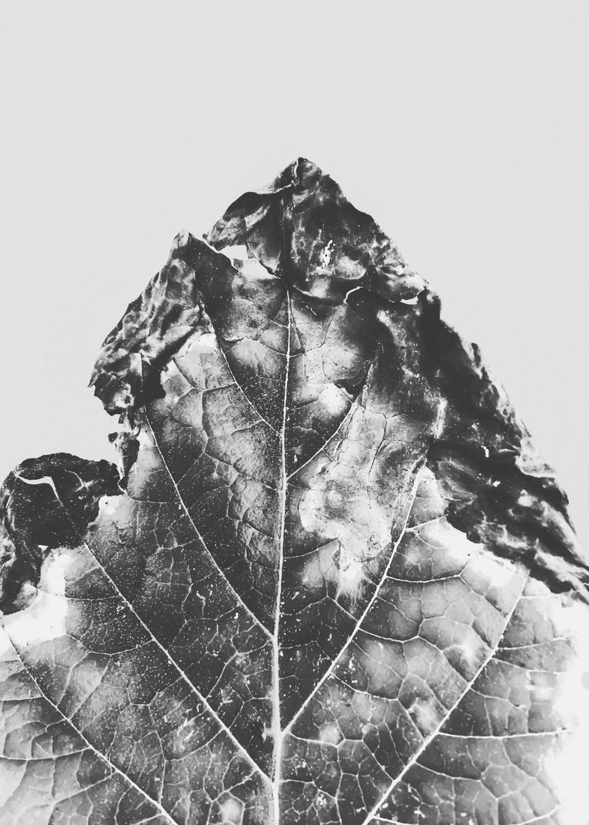 'leaf texture' Poster by timmy LA Displate