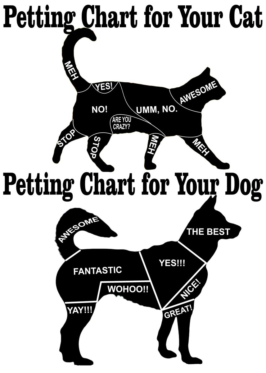 Dog Vs Cat Petting Chart