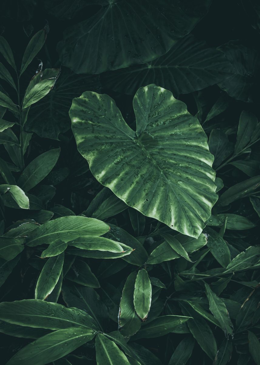 'Green Heart Shaped Plant' Poster, picture, metal print, paint by ...