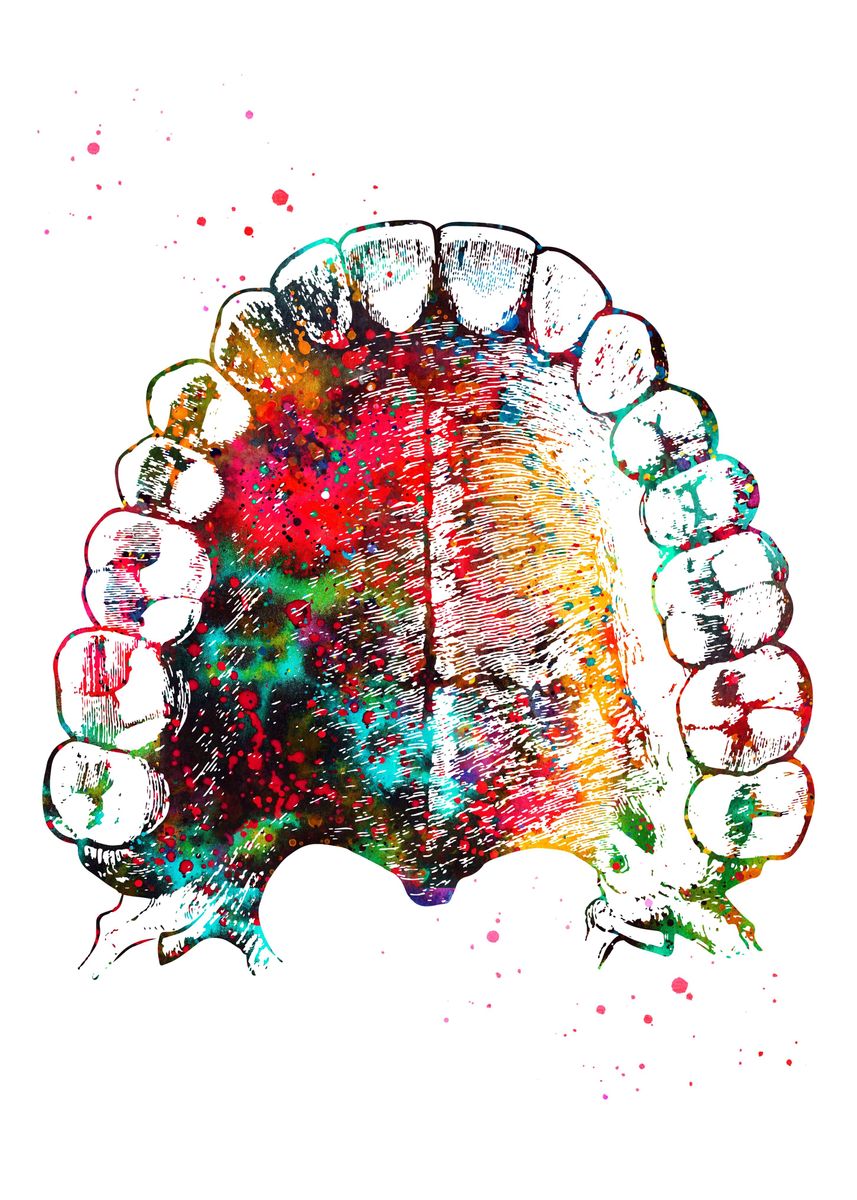 Морфология зубов красками