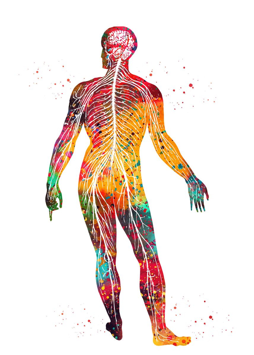 Нервная система человека арт