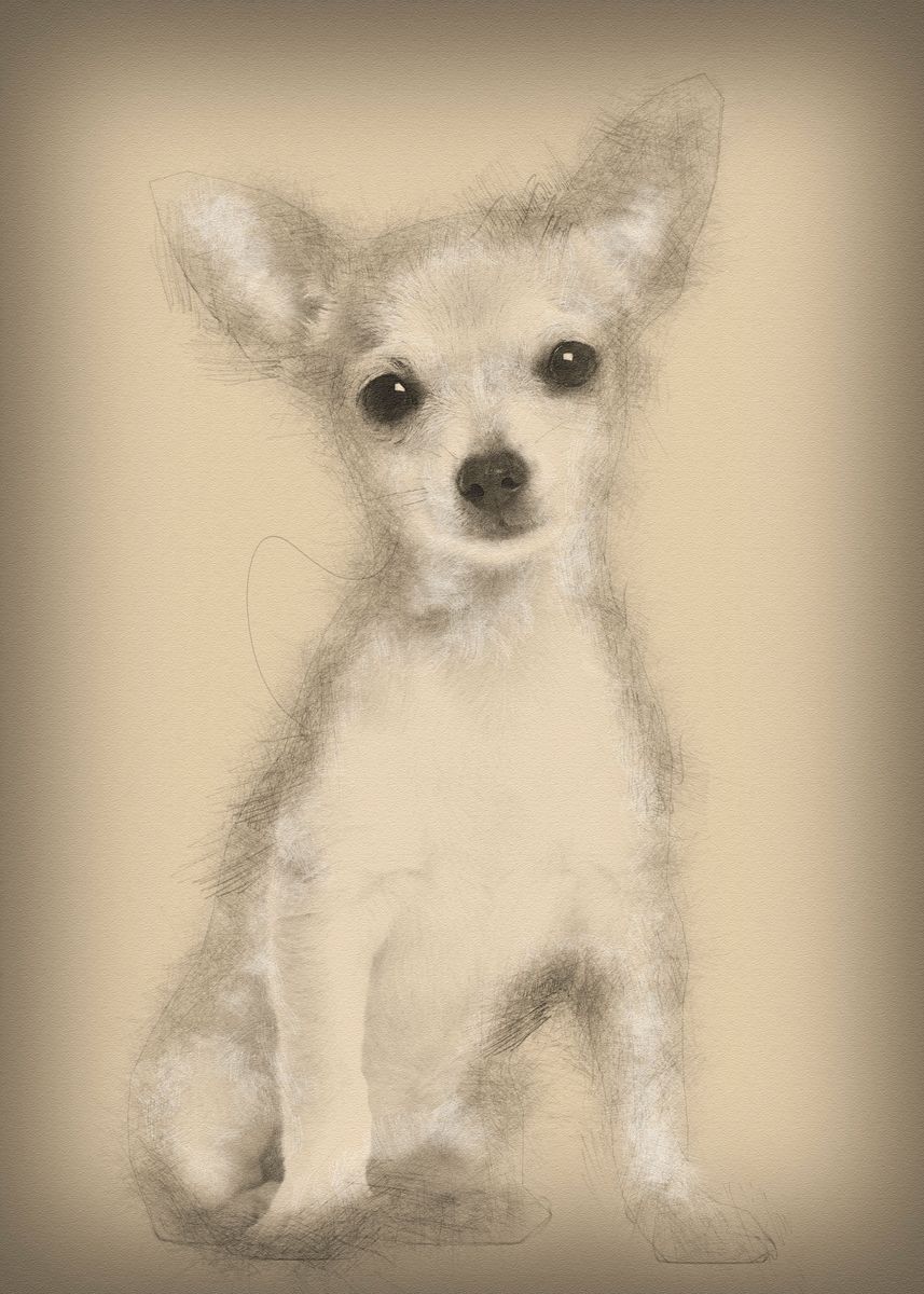 Chihuahua Puppy 3 Months O Poster By Noahs Ark Displate