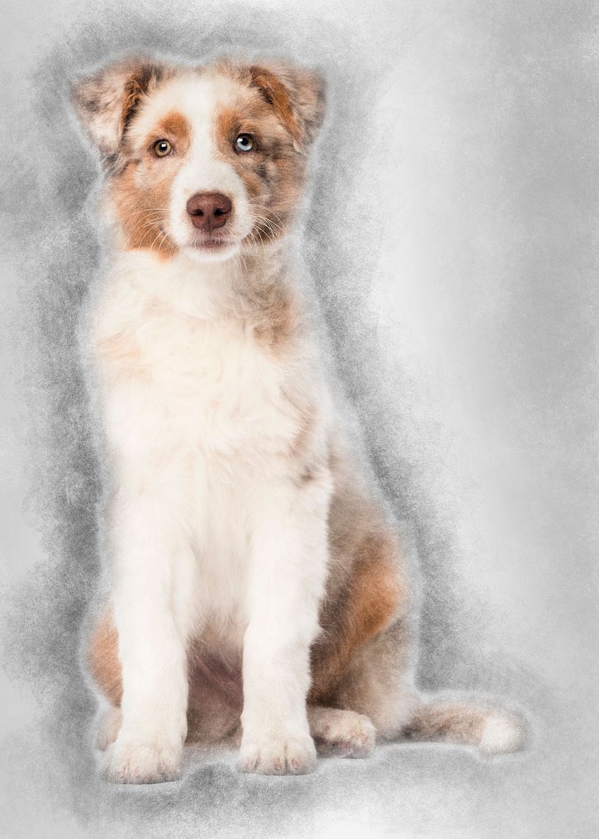 'Australian Shepherd puppy ' Poster by Noahs Ark | Displate