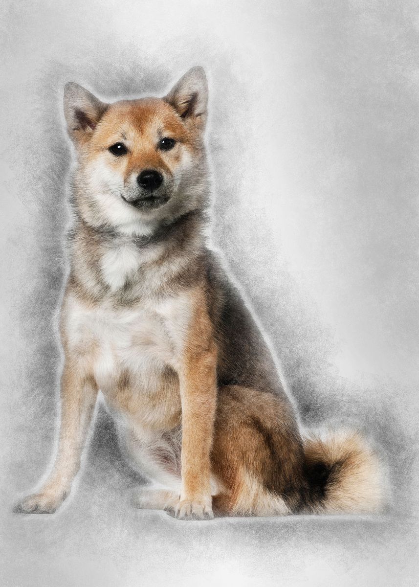 1 year old shiba inu