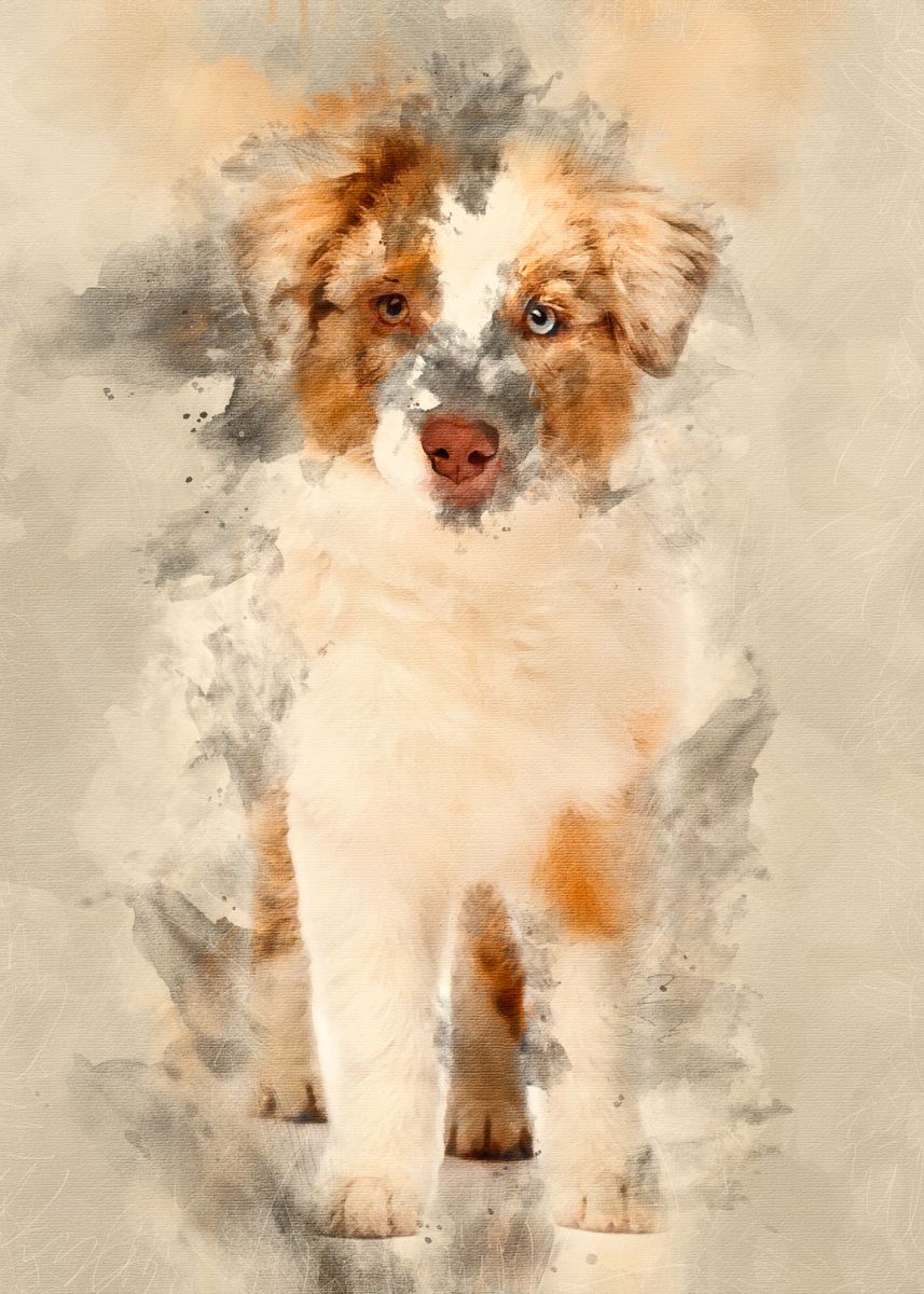 ‘Australian Shepherd puppy ’ Poster, picture, metal print, paint by