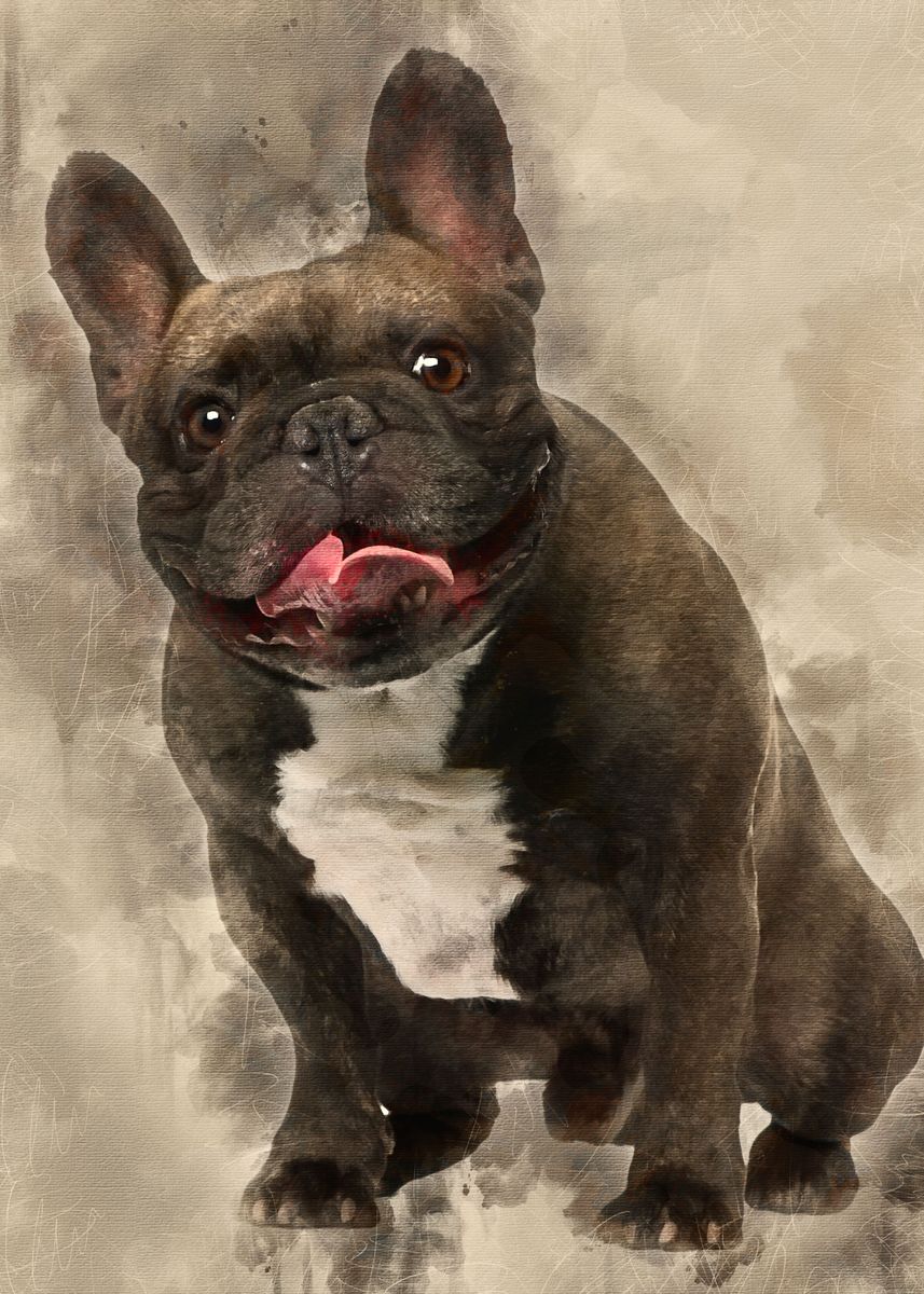 4 year old french bulldog